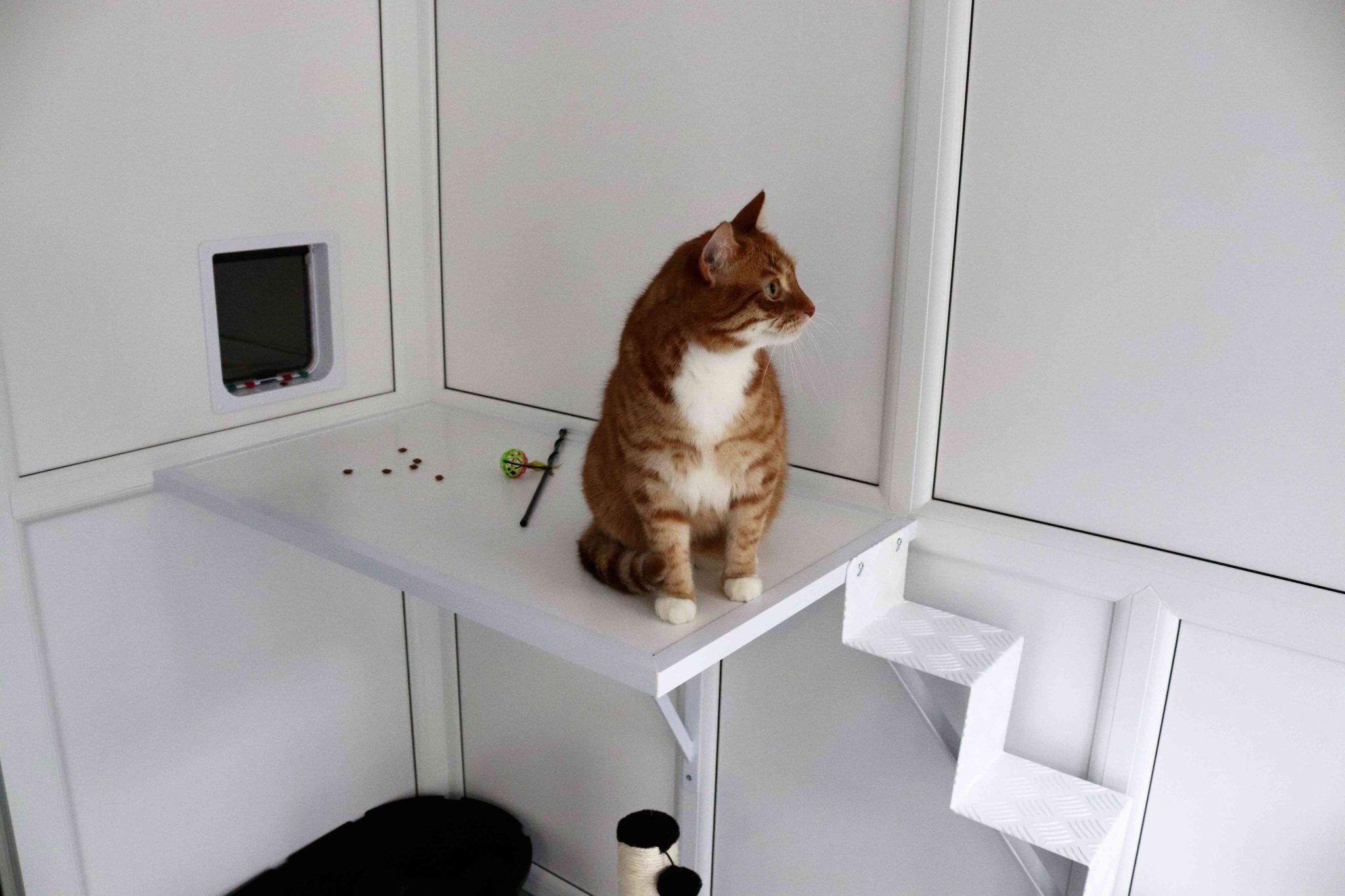 Rowan Tree Cattery Quality Cat Care